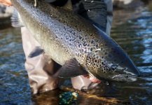 LeGrille FlyFishing 's Fly-fishing Catch of a Atlantic salmon – Fly dreamers 