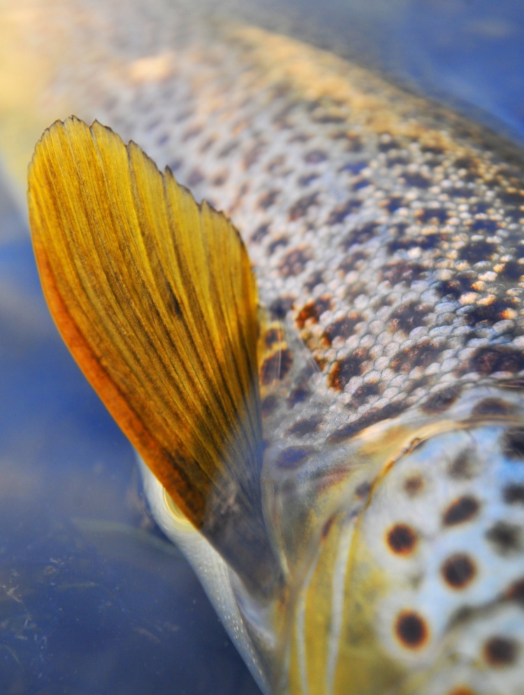 Here's a detail shot of one of the main characters on the first Arctic Experience trips - Mr.Brown Trout.