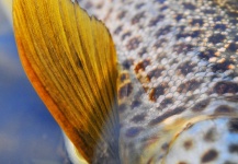 Fly-fishing Pic of Brown trout shared by Arctic Silver – Fly dreamers 