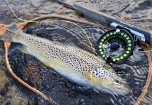 Fly-fishing Picture of Brown trout shared by Arctic Silver – Fly dreamers