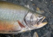  Captura de Pesca con Mosca de trucha fontinalis por Giampiero Patrizi – Fly dreamers