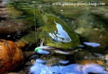 Marble trout - flyfishing in Slovenia