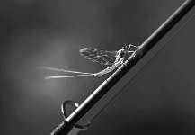 Fly-fishing Art Picture shared by DIEGO ORTIZ MUGICA – Fly dreamers