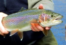 Link Jackson 's Fly-fishing Image of a Rainbow trout – Fly dreamers 