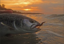 Fall fishing sea trout in the sunset