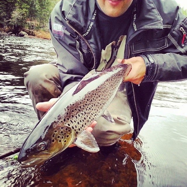 Autumn Sea Run Brown.