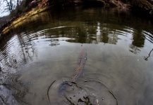  Fotografía de Pesca con Mosca de Trucha arcoiris por Drew Fuller – Fly dreamers