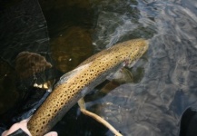  Fotografía de Pesca con Mosca de Trucha marrón por LeGrille FlyFishing – Fly dreamers 