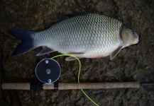  Imagen de Pesca con Mosca de Carpa compartida por Spey Co Fly Reels – Fly dreamers