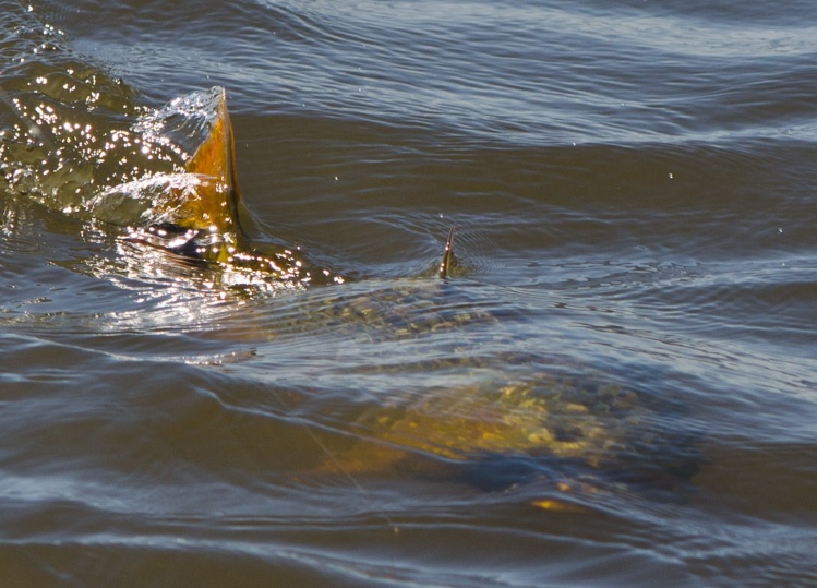 Río Victoria-Entre Rios