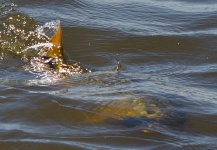 Alfonso Aragon 's Fly-fishing Photo of a Pirayu – Fly dreamers 