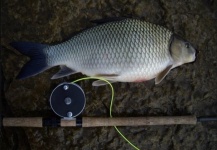 Fly-fishing Image of Carp shared by Spey Co Fly Reels – Fly dreamers