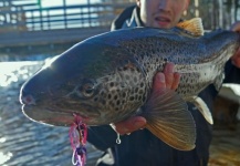 Fly-fishing Image of Loch Leven trout German shared by LeGrille FlyFishing – Fly dreamers