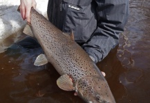 Fly-fishing Image of Salmo trutta shared by LeGrille FlyFishing – Fly dreamers