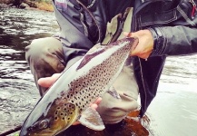 Fly-fishing Pic of Brown trout shared by LeGrille FlyFishing – Fly dreamers 
