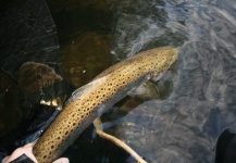 LeGrille FlyFishing 's Fly-fishing Picture of a Brown trout – Fly dreamers 