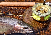 Fly-fishing Pic of Rainbow trout shared by Conner Lundeen – Fly dreamers 