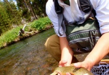 Fly-fishing Picture of brook charr shared by Ty Ferguson – Fly dreamers