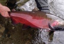 Olivier Sommen 's Fly-fishing Photo of a Silver salmon – Fly dreamers 
