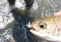 Ty Ferguson 's Fly-fishing Photo of a Rainbow trout – Fly dreamers 