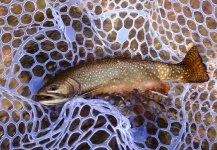 Ty Ferguson 's Fly-fishing Picture of a Salmo trutta – Fly dreamers 