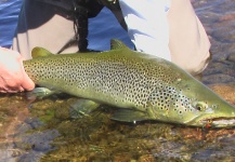  Fotografía de Pesca con Mosca de von Behr trout por Giampiero Patrizi – Fly dreamers