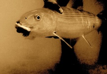  Imagen de Pesca con Mosca de Bonefish compartida por Geoff Mueller – Fly dreamers