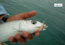  Imagen de Pesca con Mosca de Bonefish compartida por Peter Kaal – Fly dreamers