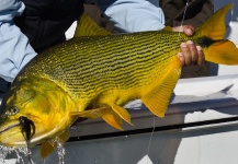 Alfonso Aragon 's Fly-fishing Image of a Golden Dorado – Fly dreamers 