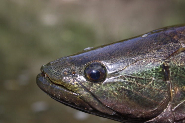 Son enormes peleadoras, rápidas y muy lindas con sus colores metalicos bien tenidos