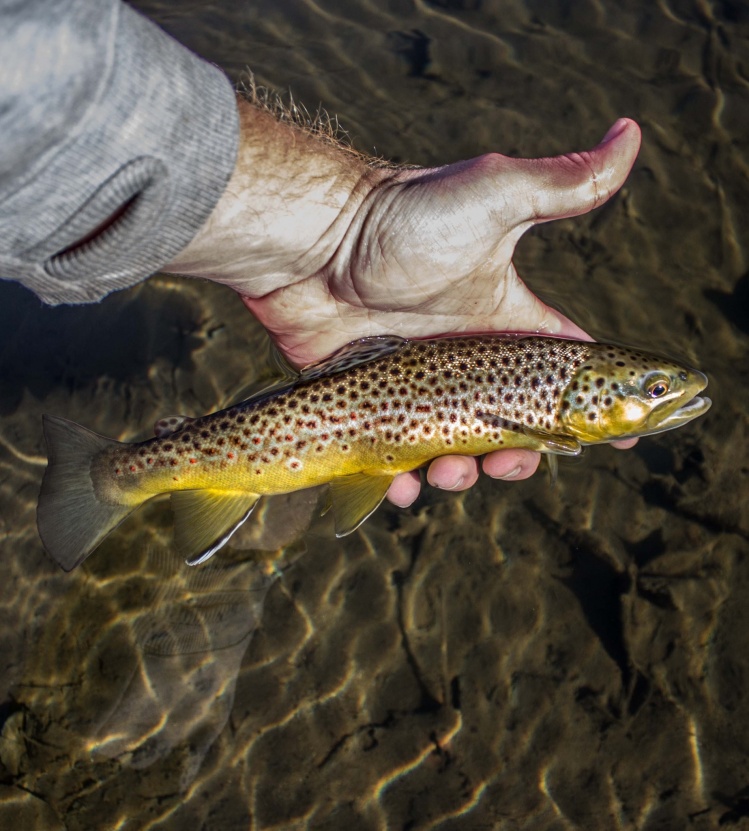 This little brown had his colors on today.