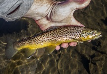  Foto de Pesca con Mosca de Trucha marrón compartida por Drew Fuller – Fly dreamers