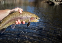  Fotografía de Pesca con Mosca de Trucha arcoiris compartida por Drew Fuller – Fly dreamers