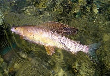 Eugene DeFOUW 's Fly-fishing Photo of a Grayling – Fly dreamers 
