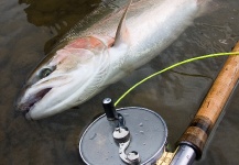 Fly-fishing Image of Steelhead shared by Spey Co Fly Reels – Fly dreamers