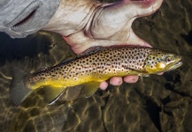 Fly-fishing Picture of Brown trout shared by Drew Fuller – Fly dreamers