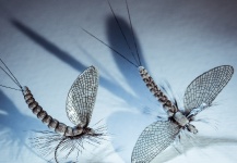 Fly-tying Picture by Brant Fageraas 