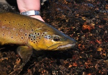 Laura Gamero 's Fly-fishing Image of a Brown trout – Fly dreamers 