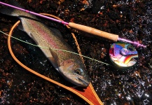 Laura Gamero 's Fly-fishing Image of a Rainbow trout – Fly dreamers 