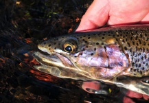 Laura Gamero 's Fly-fishing Photo of a Brown trout – Fly dreamers 