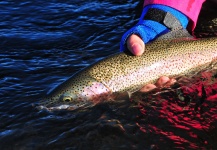 Laura Gamero 's Fly-fishing Photo of a Rainbow trout – Fly dreamers 