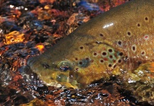 Laura Gamero 's Fly-fishing Pic of a brown trout – Fly dreamers 