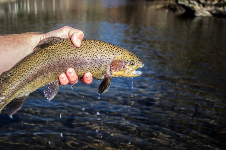 Nice rainbow on size 20 midge.