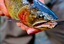 Conner Lundeen 's Fly-fishing Photo of a Cutthroat – Fly dreamers 