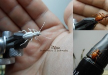 Fly-tying Photo shared by Sergio Córdoba – Fly dreamers 