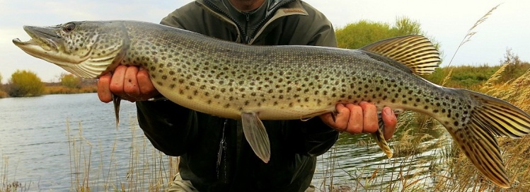 An average good spotted Amur Pike from one of our Mongolian wilderness rivers last October.  - CORCON Craft 