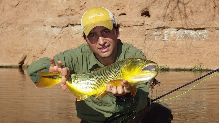 Casteando contra un murallón, los sábalos salieron disparando, pensaba yo que era ante la caída de mi mosca, pero no.. un dorado apareció persiguiendo mi mosca y un sacudón rompió el silencio...