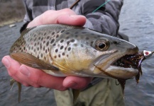 Brandon Larson 's Fly-fishing Photo of a Brown trout – Fly dreamers 