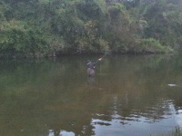 Fly fishing picture