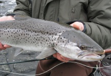 Fishing for sea trouts in Sweden